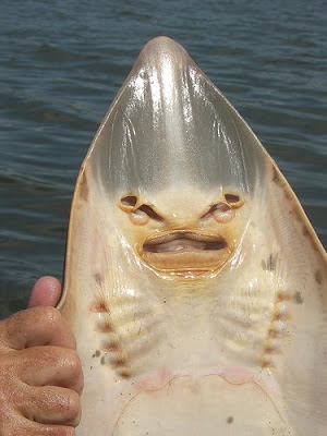 Shovel Nose Fish