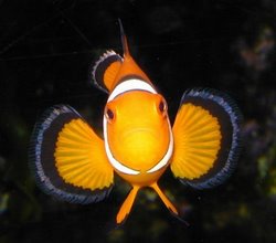 Clownfish