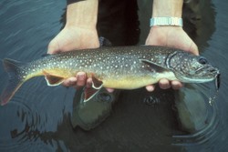 Lake Trout