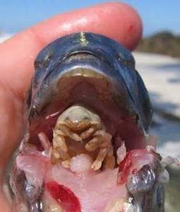 Yeah That's A Tongue Eating Parasite On The Greater Weever Fish!