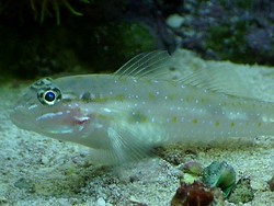 Cave Transparent Goby