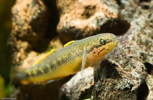 Fishao fish index search Fishao fish index search