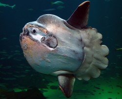 Weird Fish Of The Month - Mola Mola