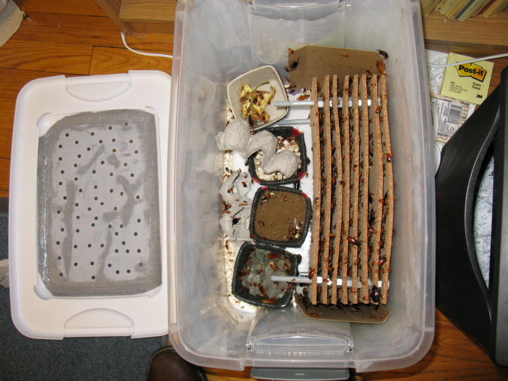 B. dubia roaches??????? Arachnoboards