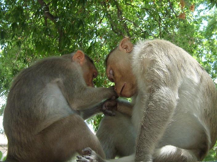 [macacos.pl]