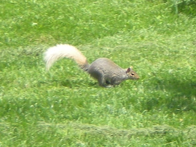 squirrel tail blonde tailed blond breed grey mildlyinteresting squirrels gray eastern mutant