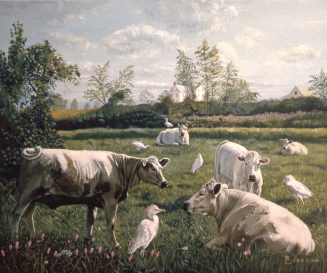 Charolais and Egrets