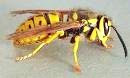 long island exterminator, yellow jacket wasp