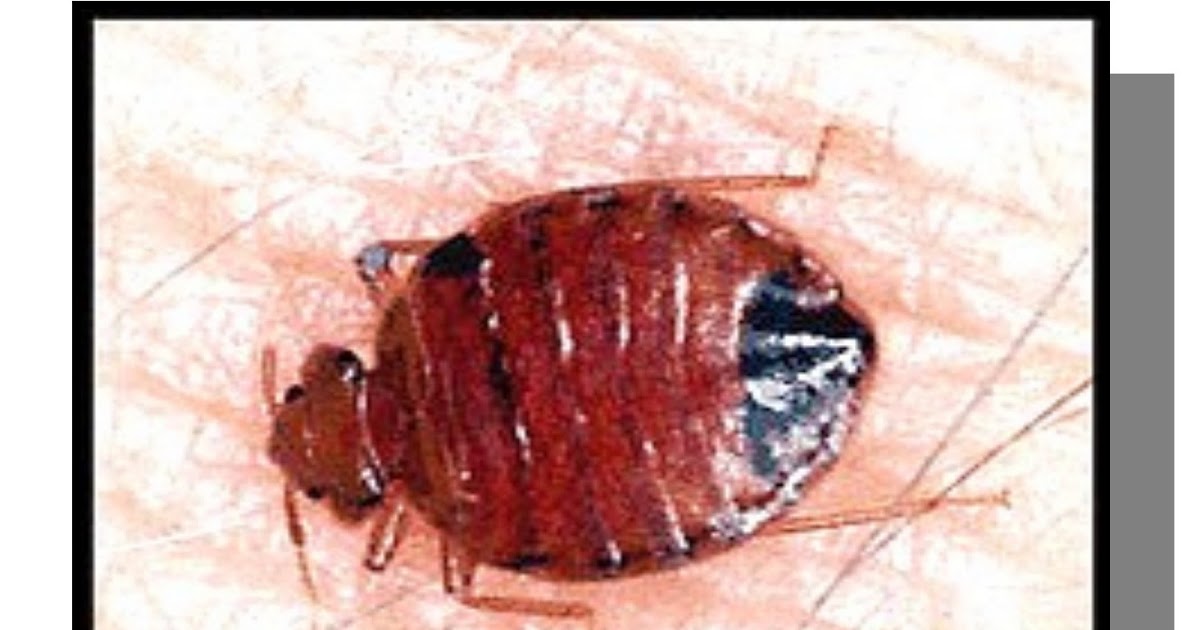 Long Island Pest Control Bedbugs Declared Biggest Pest in 2010