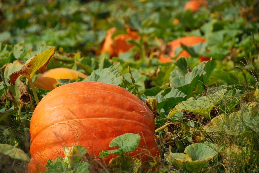 [pumpkinpatch.jpg]