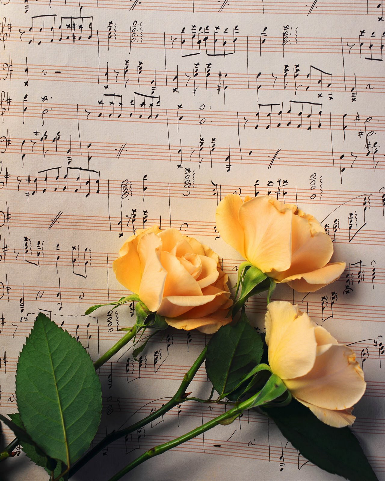 [flower+and+music.JPG]