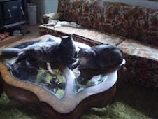 The 2 FAT Cats hanging out