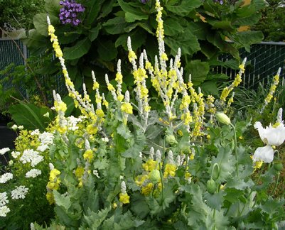 [verbascum_arctic_summer_form.jpg]