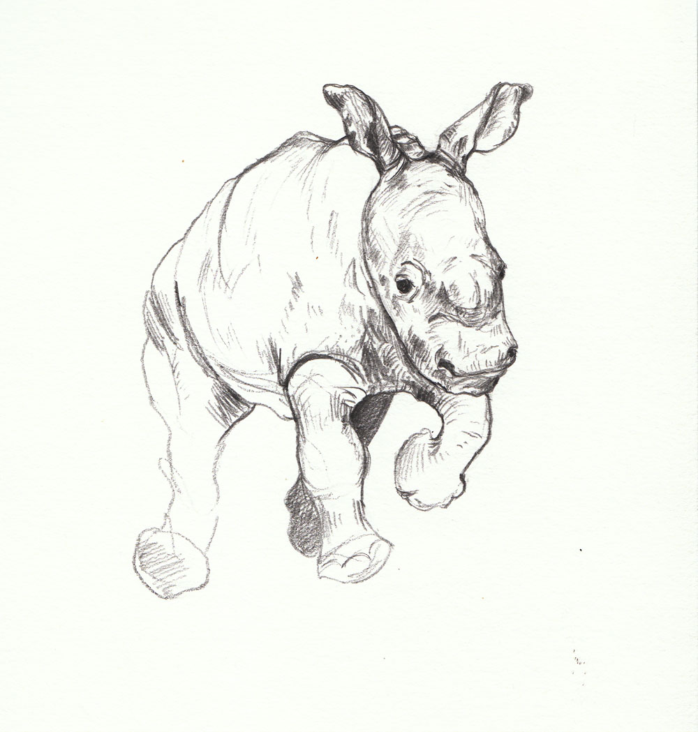 Baby Hippo Drawing