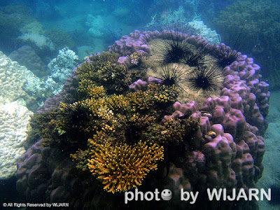 ปะการังฟอกขาว - Coral bleaching