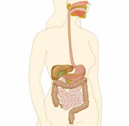 Doenças do Sistema Digestório