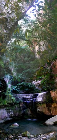 Where some of SA's water starts its journey in Carnarvon Gorge, Queensland