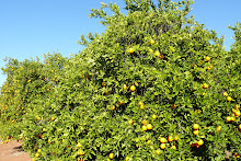 This orchard scene symbolizes what is at stake for South Australia