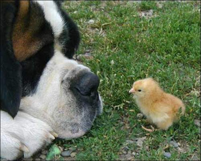 conversation between dog and chick