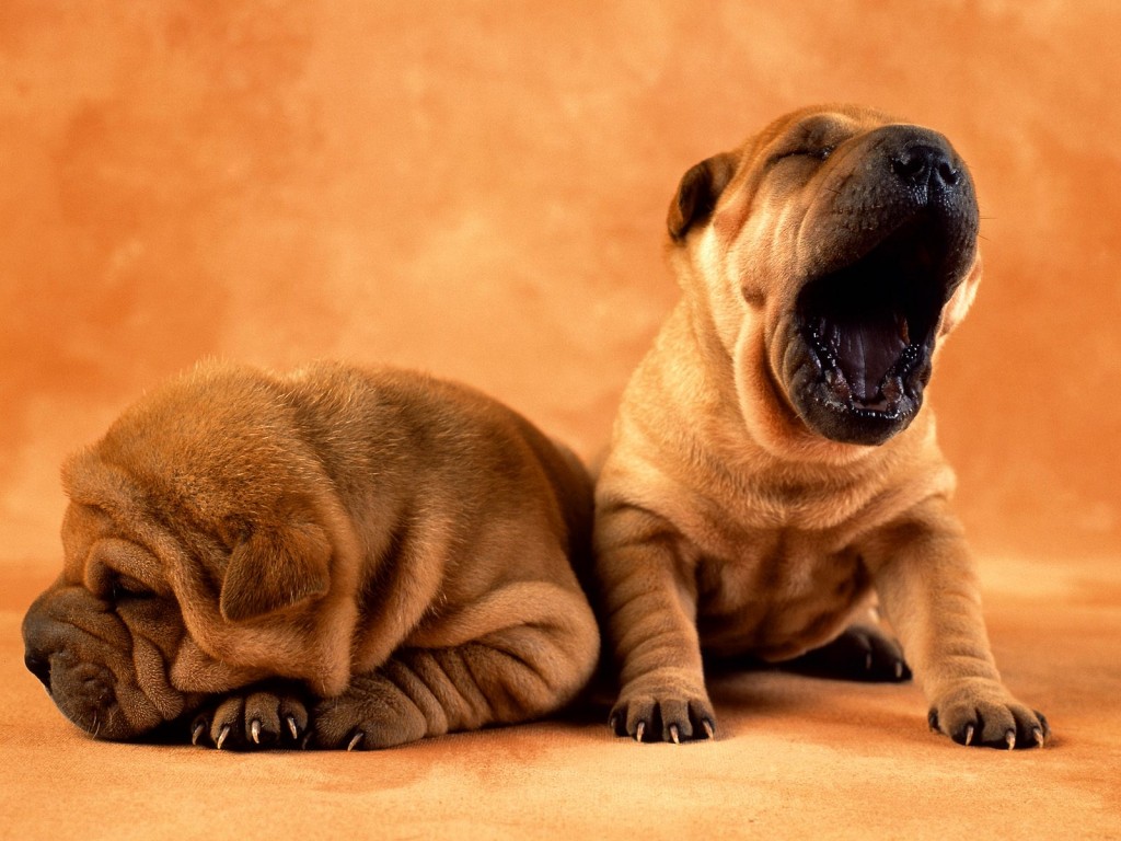[shar_pei-1024x768-170879.jpeg]