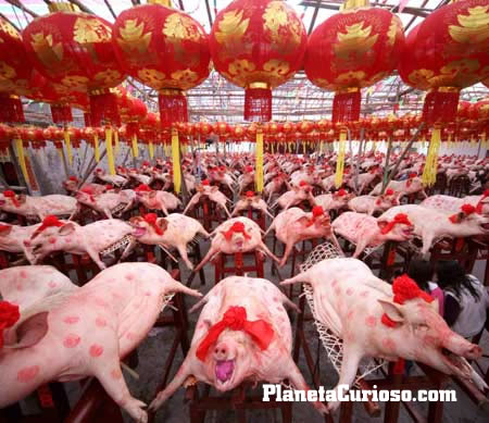 [cerdos-hermosos-concurso-sacrificados.jpg]