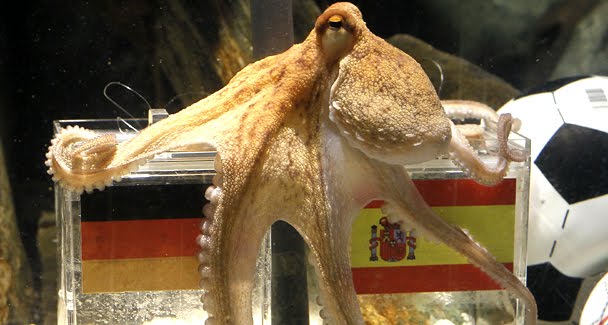 Oktopus Paul
