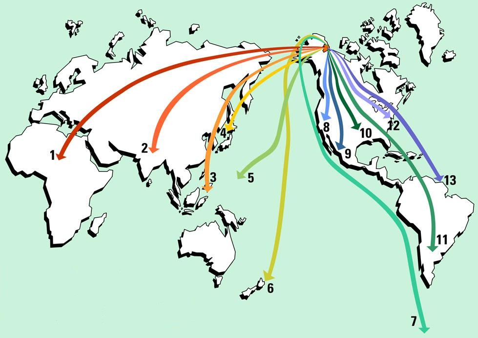 Swan Migration