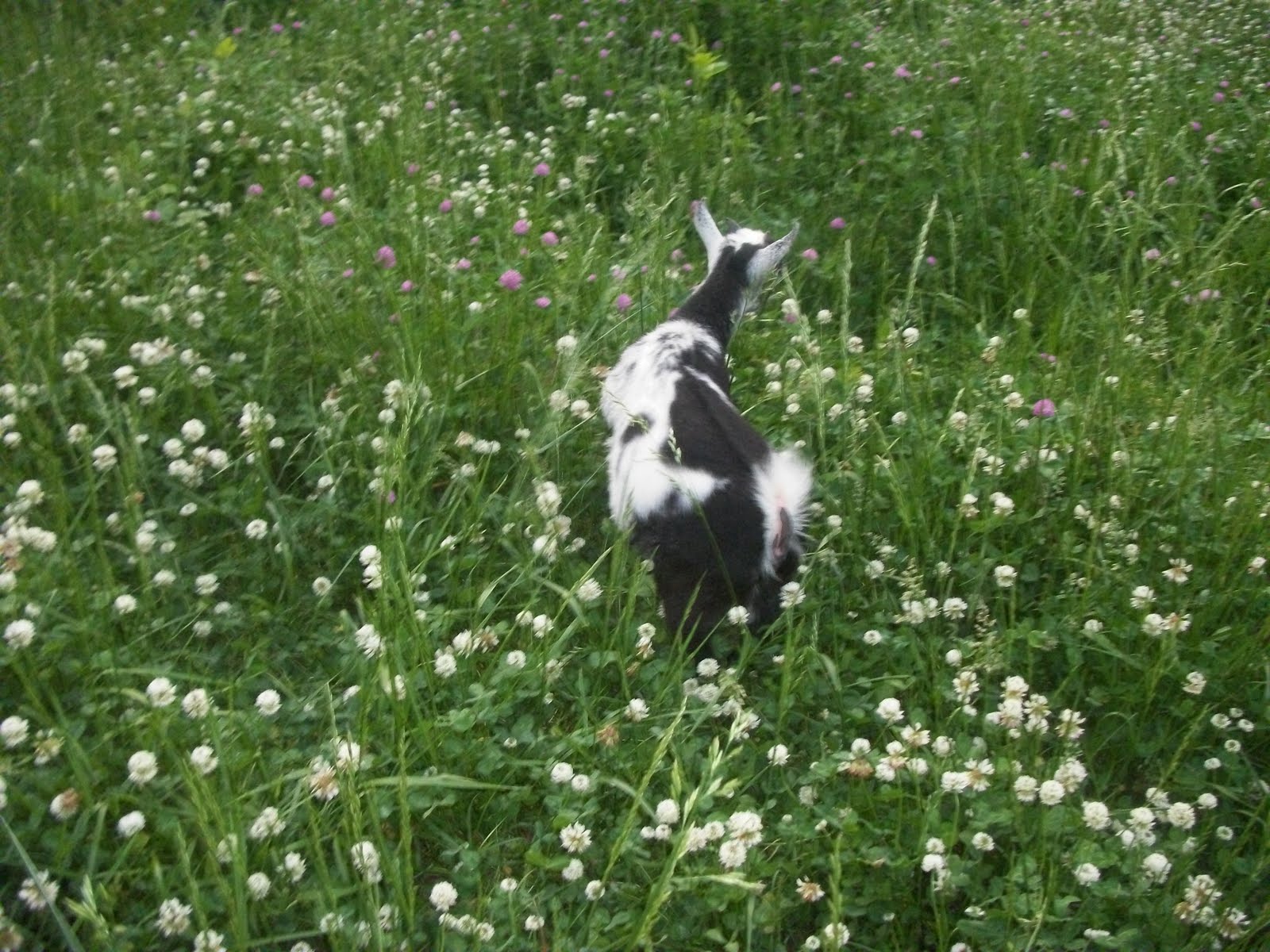 Feather Spirits Goat Fodder 