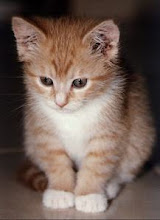 Kucing Jogja