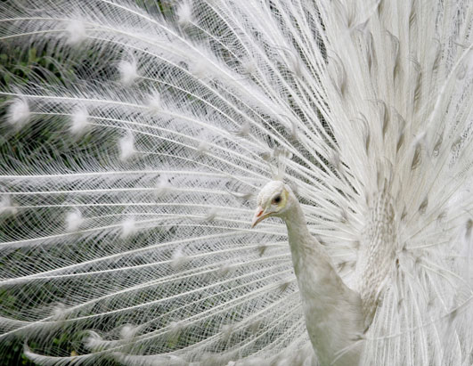 Albino Peacock For Sale. burmese python sale/