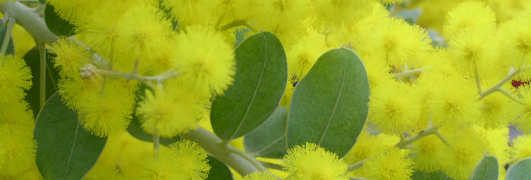 acacia