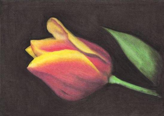Tulipan ( pastel ) A3