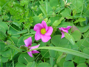 Oxalis purpurea