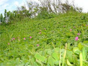 Oxalis purpurea