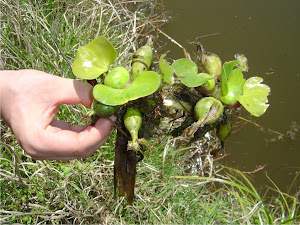 Eichornia crassipes