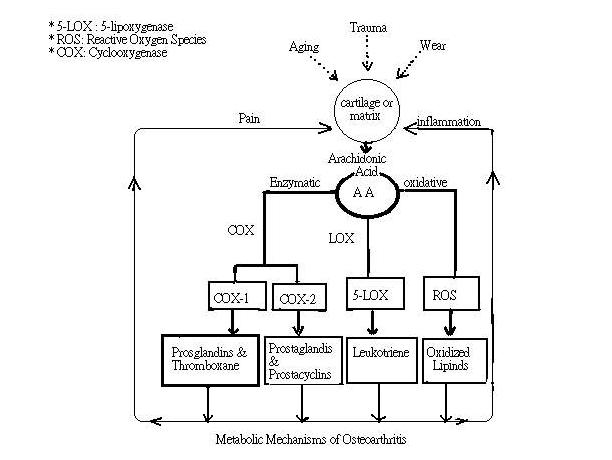 [OA+Metabolic+Mechanisms+.JPG]