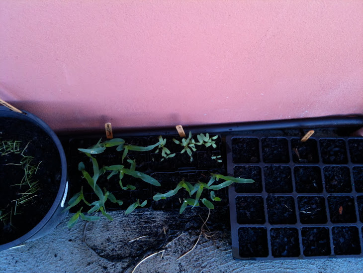 More Seedlings