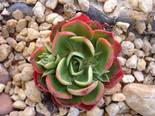 Echeveria Ruby ???