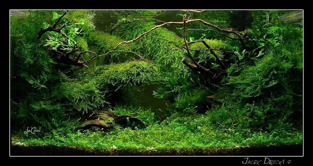Aquascape Moss aquatic aquascaping aquarium Aquascape Moss aquatic aquascaping aquarium