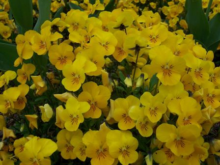 yellow pansies