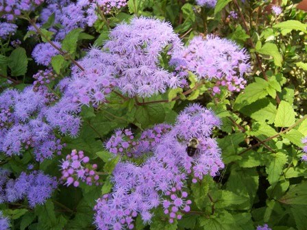 ageratum and honey bee