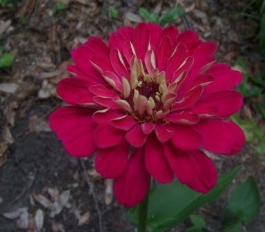 zinnia I grew from seed