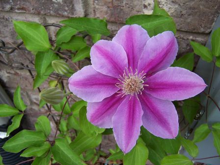 my first clematis bloom