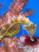 Seahorses