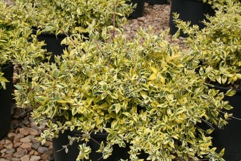75 Best Bushes Shrubs And Plants Images Plants Shrubs Outdoor