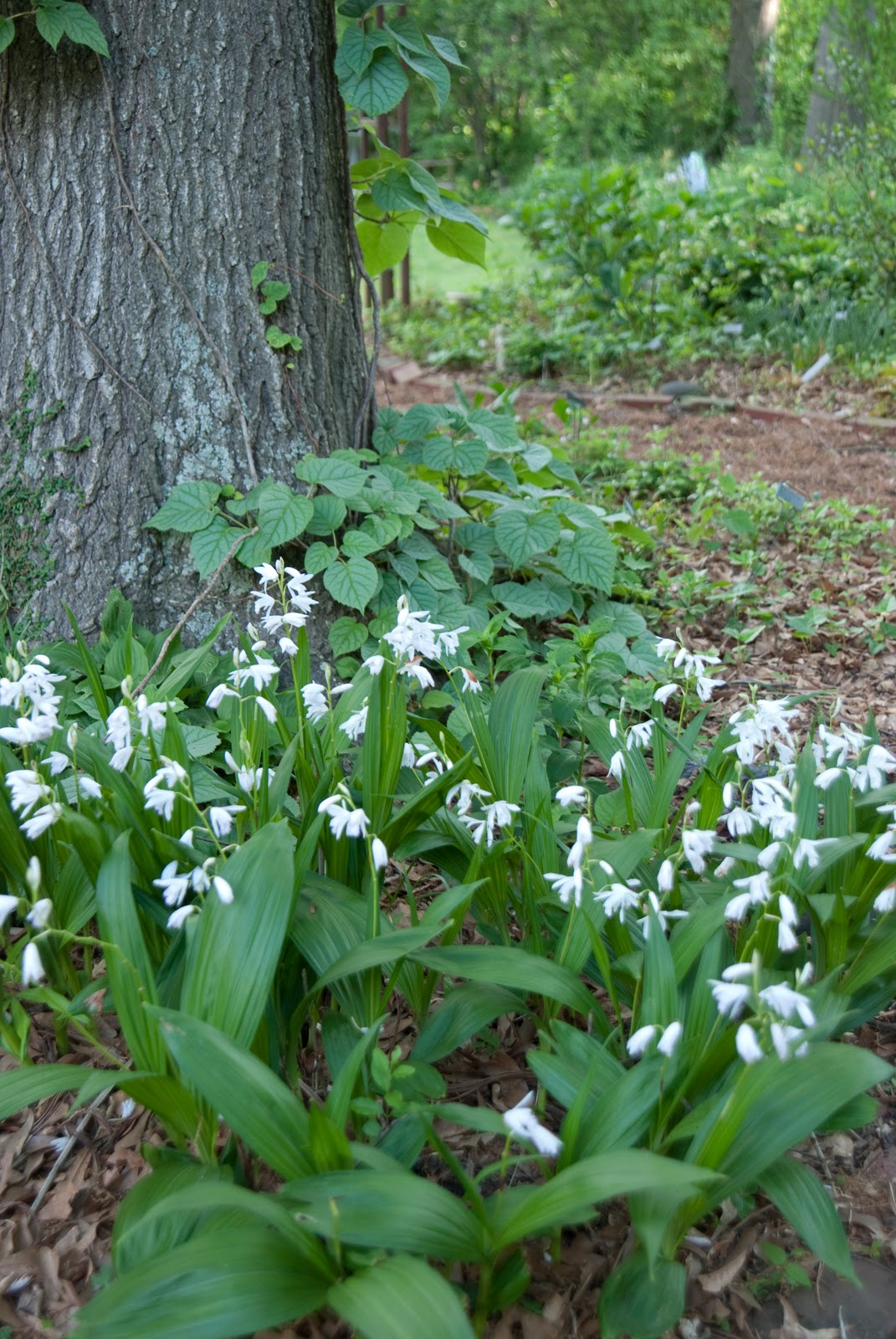 Plant Preview White Terrestrial Orchids Now Blooming In My Garden