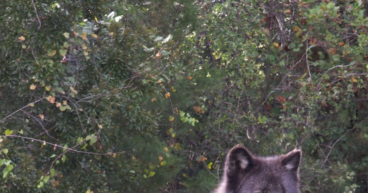 Lake Livin' Are there Wolves in S E Kentucky?
