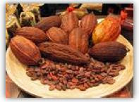 Buah Coklat