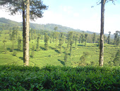 Pagilaran tea plantation