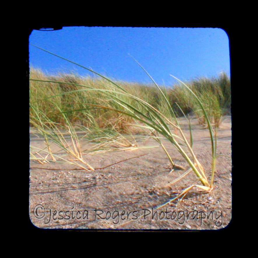 [TtV+Beach+Grass+3.jpg]